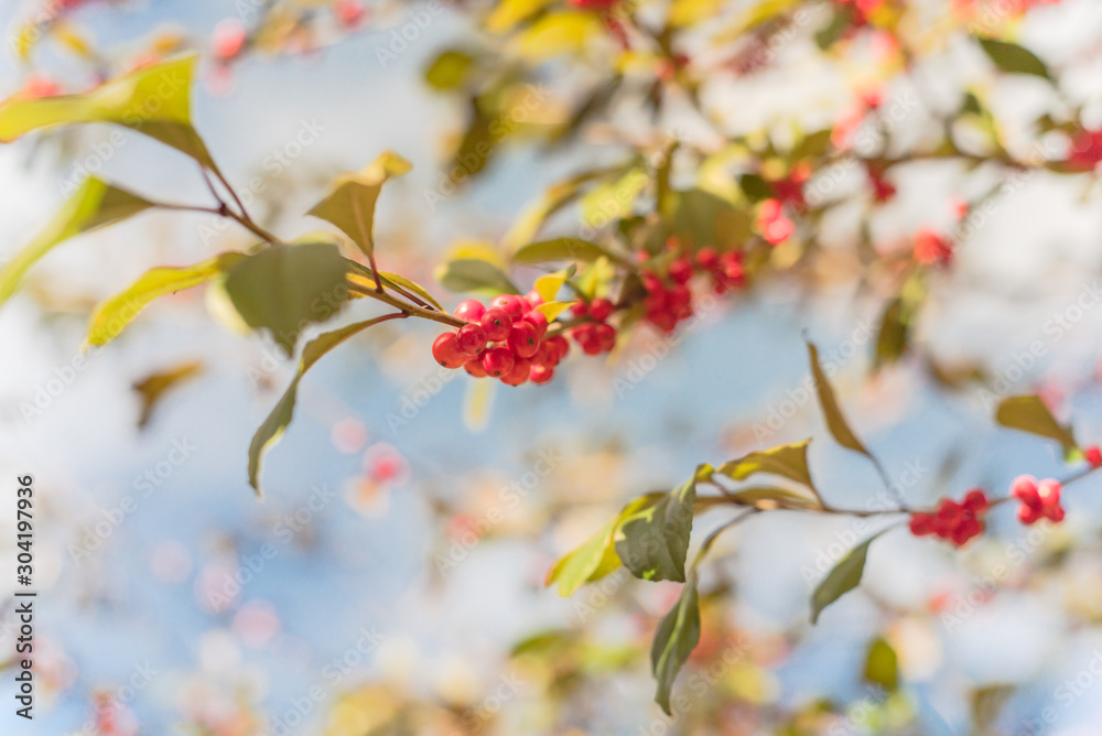 Texas Winterberry (Ilex Decidua) red fruits on tree branches on sunny fall day Texas Winterberry (Ilex Decidua) red fruits on tree branches on sunny fall day
