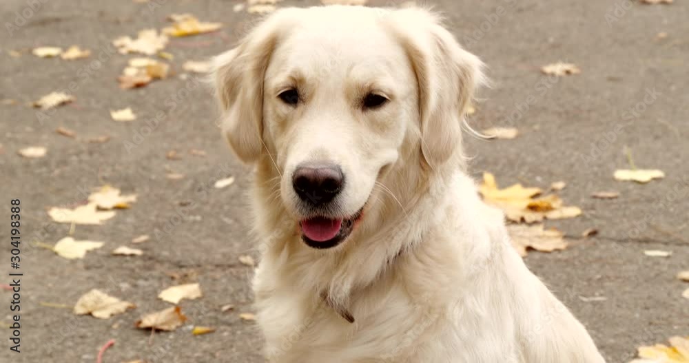 Adorable Golden Retriever in autumn park on sunny day Adorable Golden Retriever in autumn park on sunny day