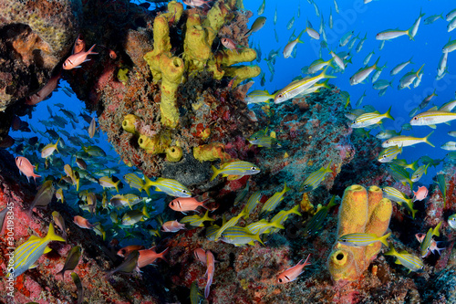 School of fish in a colorful shipwreck