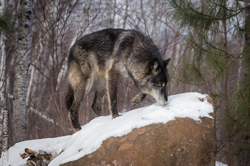 Black Phase Grey Wolf (Canis lupus) Paws Up Snow on Rock Winter © hkuchera