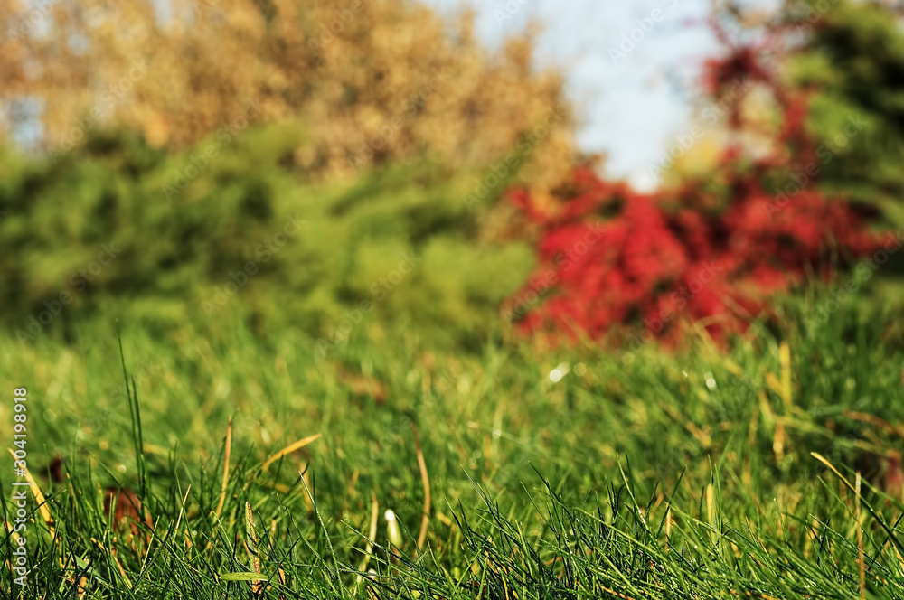City autumn park, close-up on the grass. Background with trees and bushes blurred. Screensaver, banner or background. City autumn park, close-up on the grass. Background with trees and bushes blurred. Screensaver, banner or background.