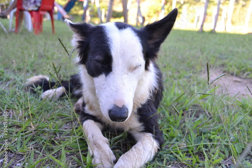 dog black and white