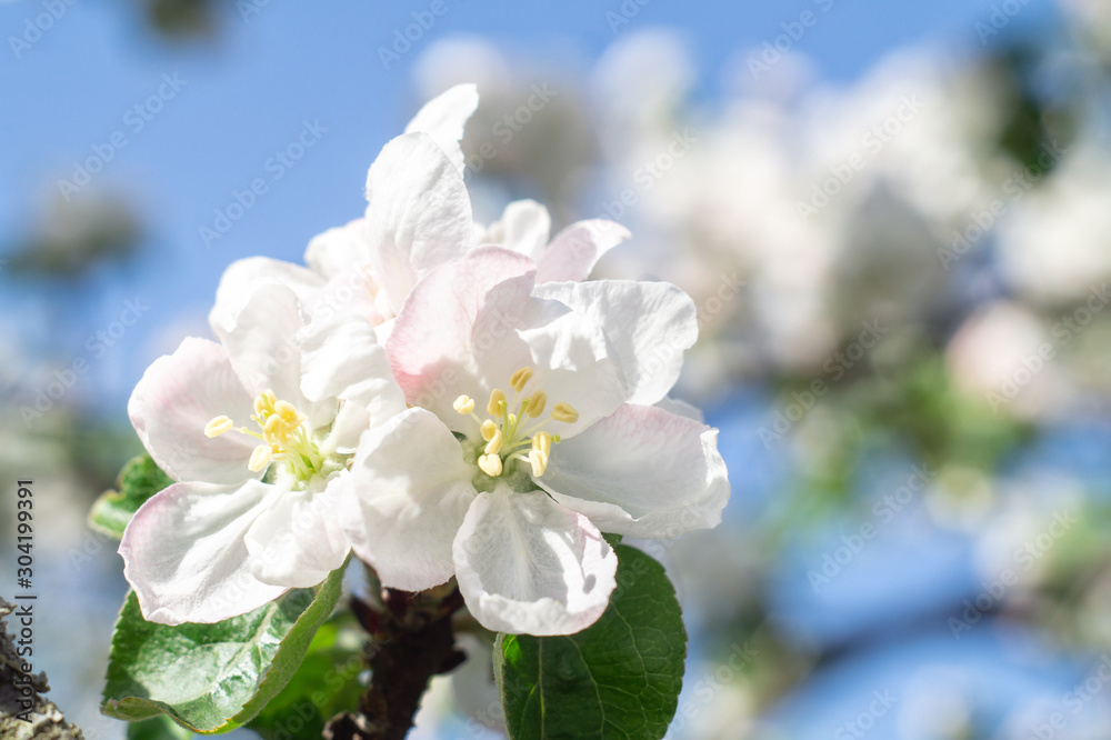 Flowering branches of apple trees in the spring