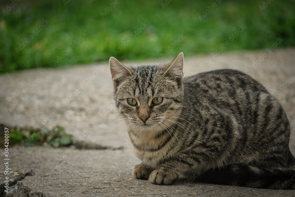 cat on the grass