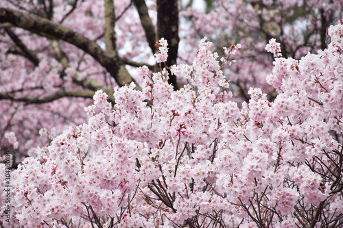 Large Density of Fully Bloomed Japanese Sakura (Cherry Blossoms), Takato Castle, Nagano, Japan photo