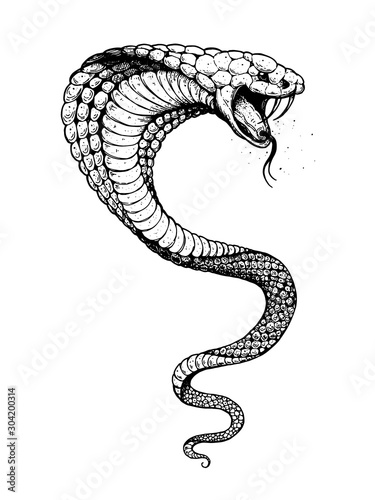 Cobra snake hand drawn illustration. Tattoo vintage print. Hand drawn print. Tattoo design. Sketch illustration