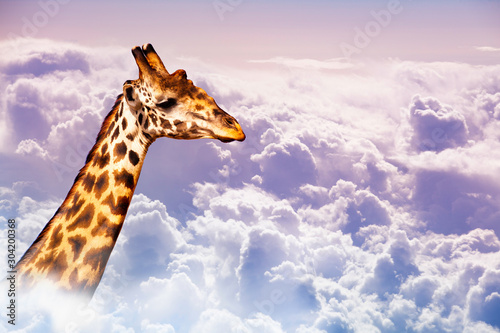 Very tall neck of giraffe over sky in the clouds © Sergey Novikov