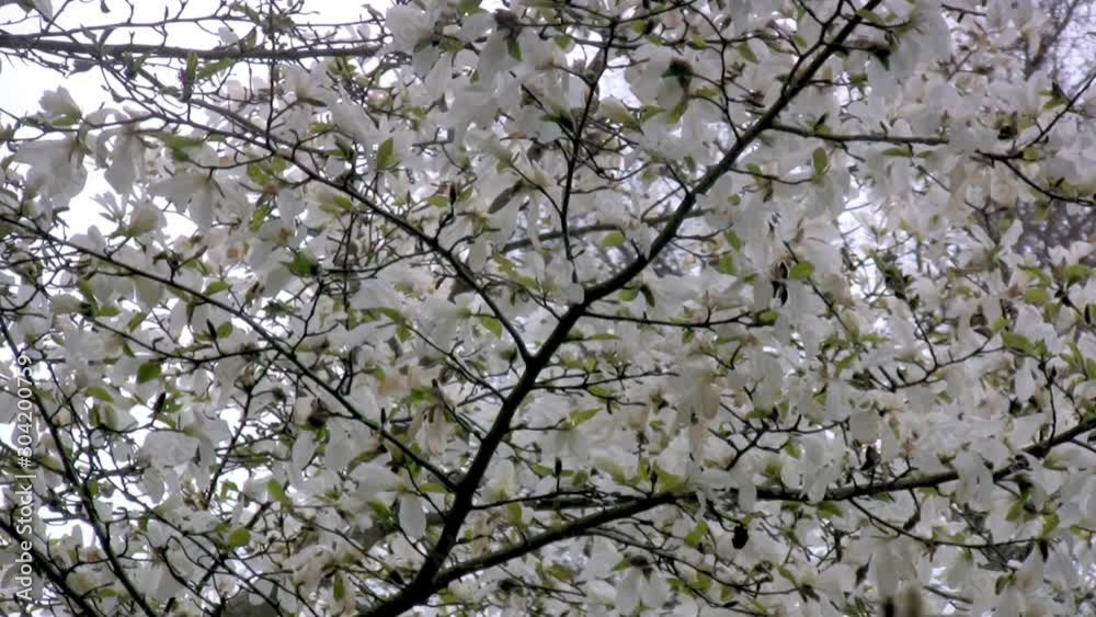 Flowering Magnolia tree during spring in Sweden Flowering Magnolia tree during spring in Sweden