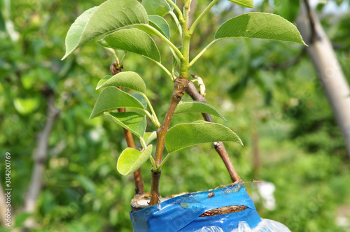 Fruit tree inoculated. photo