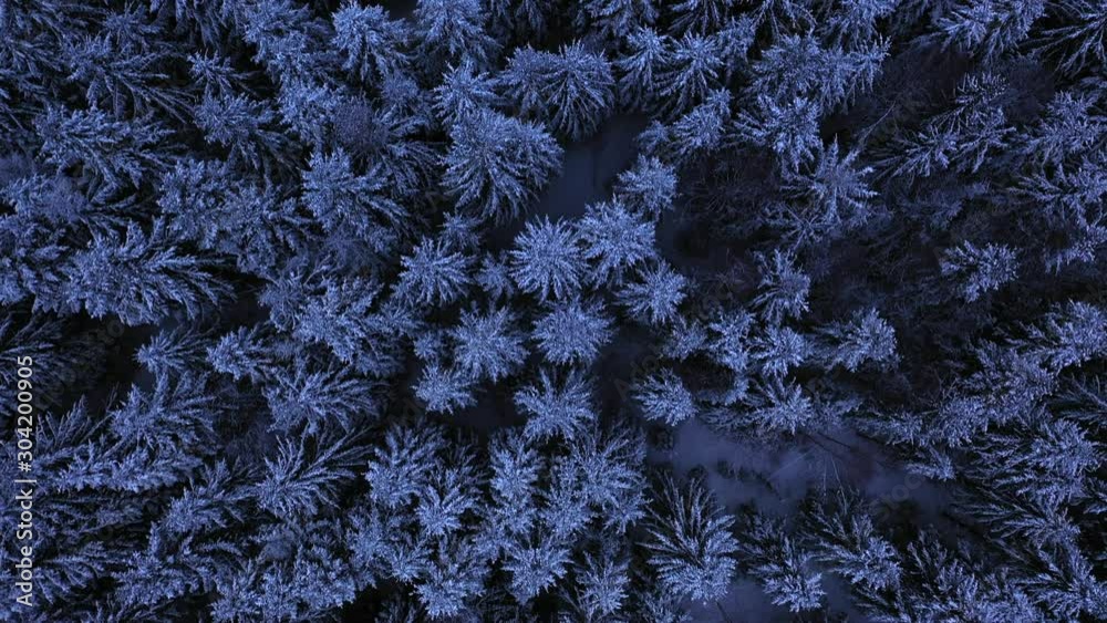 evening Aerial drone flight over snowy christmas trees at carpathian mountains, ukraine, 4k. top down vertical view on the winter pattern from tree tops covered with snow. blue misty pattern of trees.