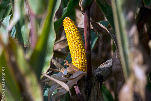 autumn is the time for harvest of hybrids of corn, mature cobs on the field