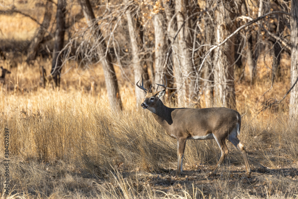 Whitetail Deer Buck During the Fall Rut Whitetail Deer Buck During the Fall Rut