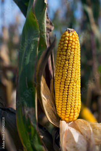 autumn is the time for harvest of hybrids of corn, mature cobs on the field