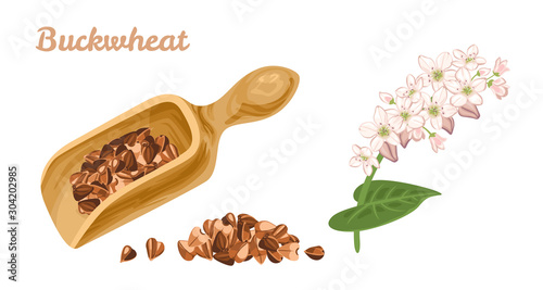 Buckwheat in wooden scoop, pile of grains and flowering plant isolated on white background. Gluten free cereal vector illustration in cartoon simple flat style.