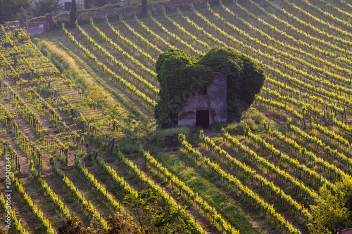 ancient dwelling abandoned in the Lazio countryside photo