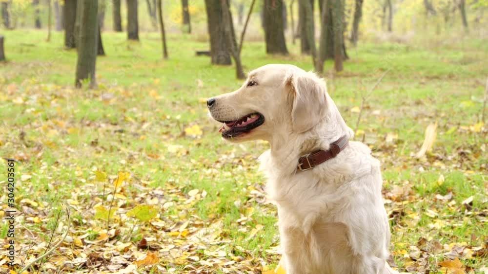 Adorable Golden Retriever in autumn park on sunny day. Slow motion effect Adorable Golden Retriever in autumn park on sunny day. Slow motion effect