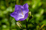 Portrait of purple campanula bell flower on the green background