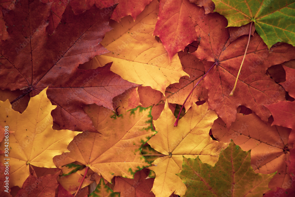 Background with autumn colorful maple leaves. Background with autumn colorful maple leaves.