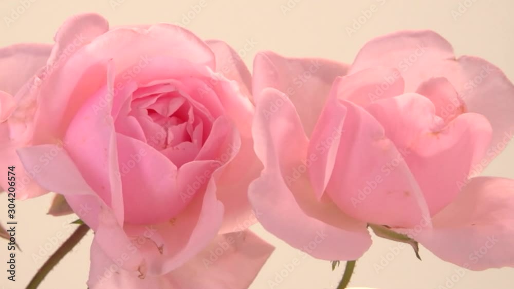 pink rose on white background. time lapse