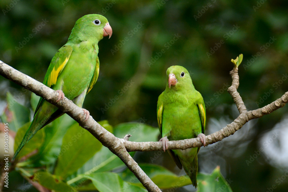 Obraz premium Maritacas verdes no Pantanal