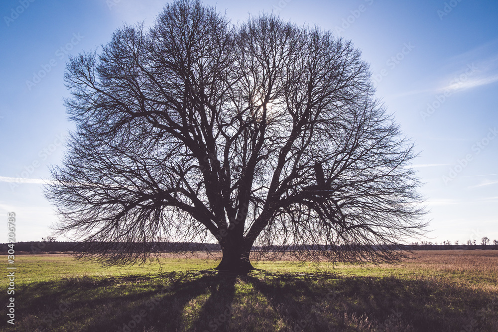 Obraz premium Alter Baum