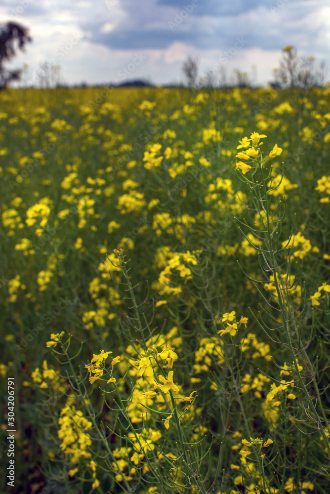 Fototapeta premium Flowering rapeseed canola or colza in the spring in the fields, the seeds of which are used in for green energy and oil industry, Ukraine is the leader in growing