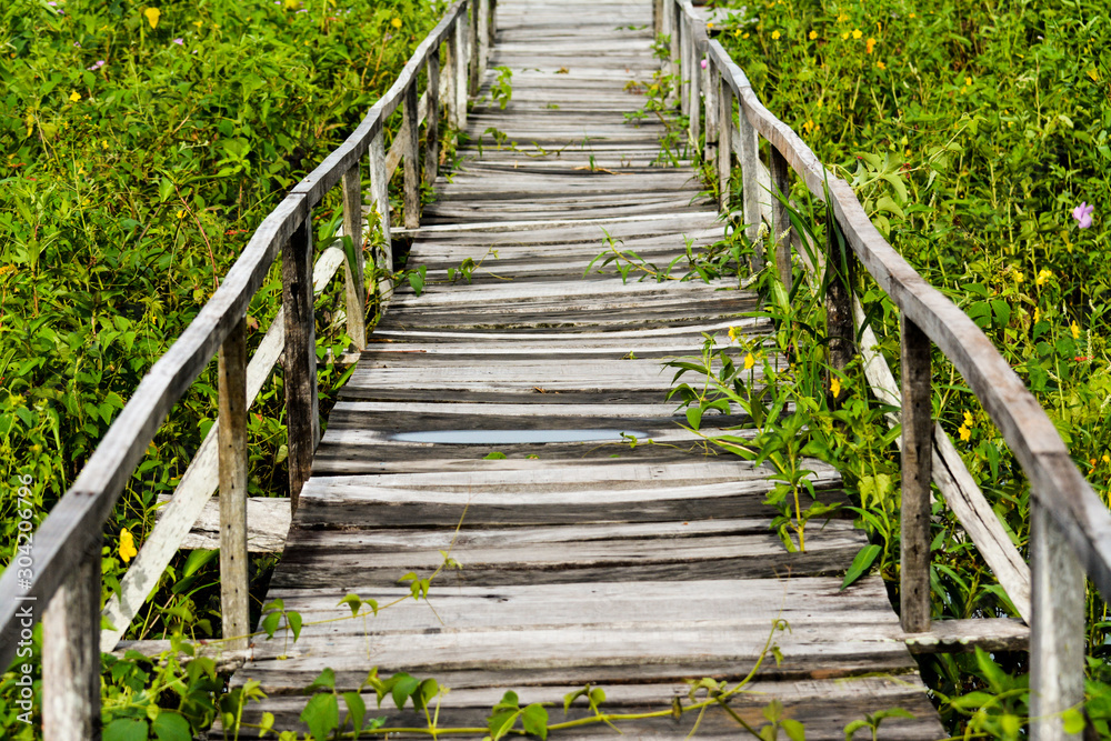 Wooden bridge in the middle of jungle Wooden bridge in the middle of jungle