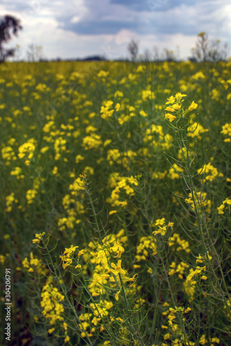 Flowering rapeseed canola or colza in the spring in the fields, the seeds of which are used in for green energy and oil industry, Ukraine is the leader in growing