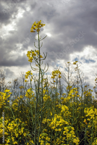 Flowering rapeseed canola or colza in the spring in the fields, the seeds of which are used in for green energy and oil industry, Ukraine is the leader in growing