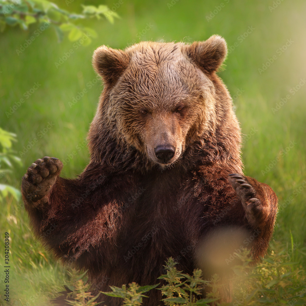 Porträt eines sitzenden Braunbären in einem grünen Wald Porträt eines sitzenden Braunbären in einem grünen Wald
