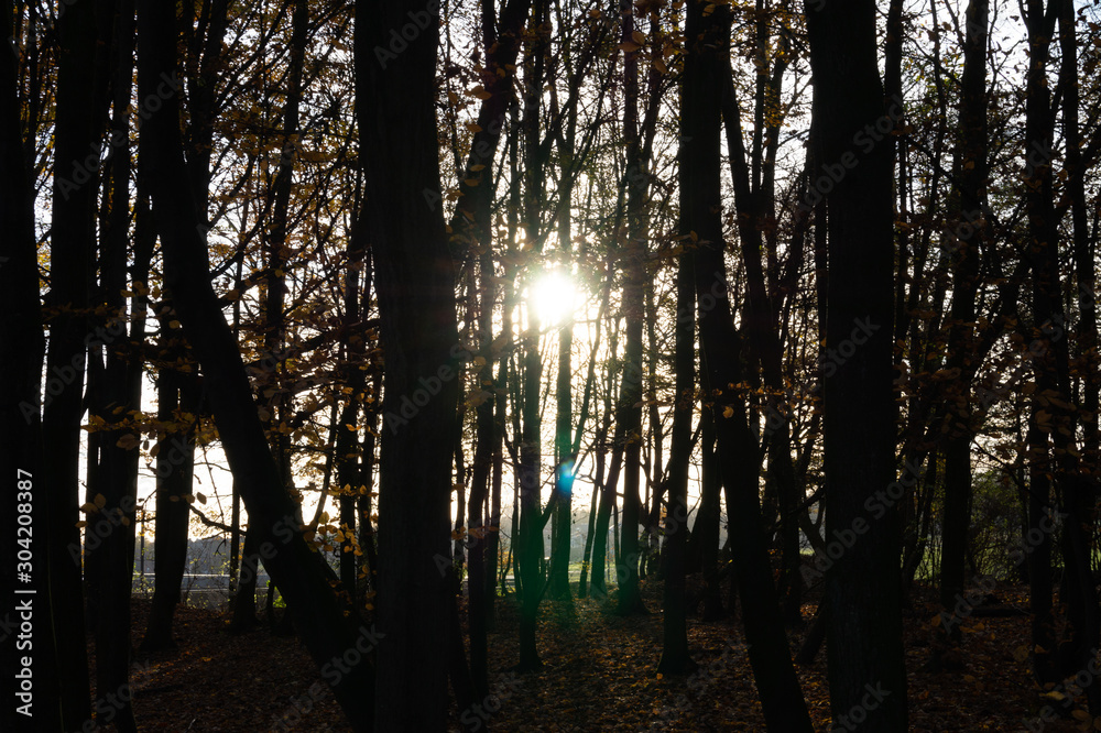 Fototapeta premium Sun through the silhouettes of trees close up