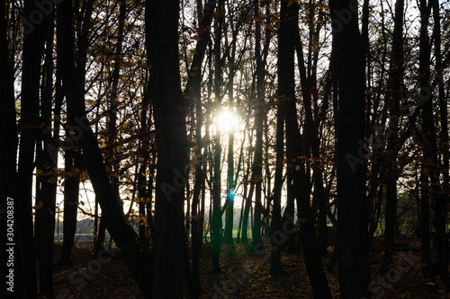 Sun through the silhouettes of trees close up