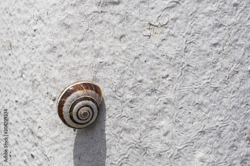 Sea snail on white wall