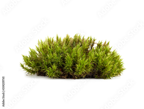 green moss sphagnum closeup isolated
