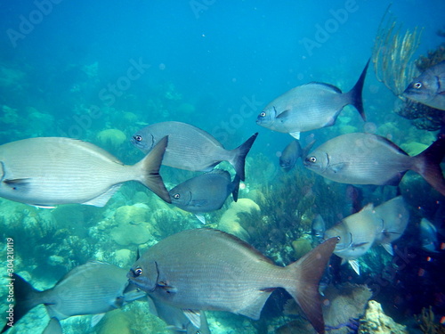tropical fish bermuda