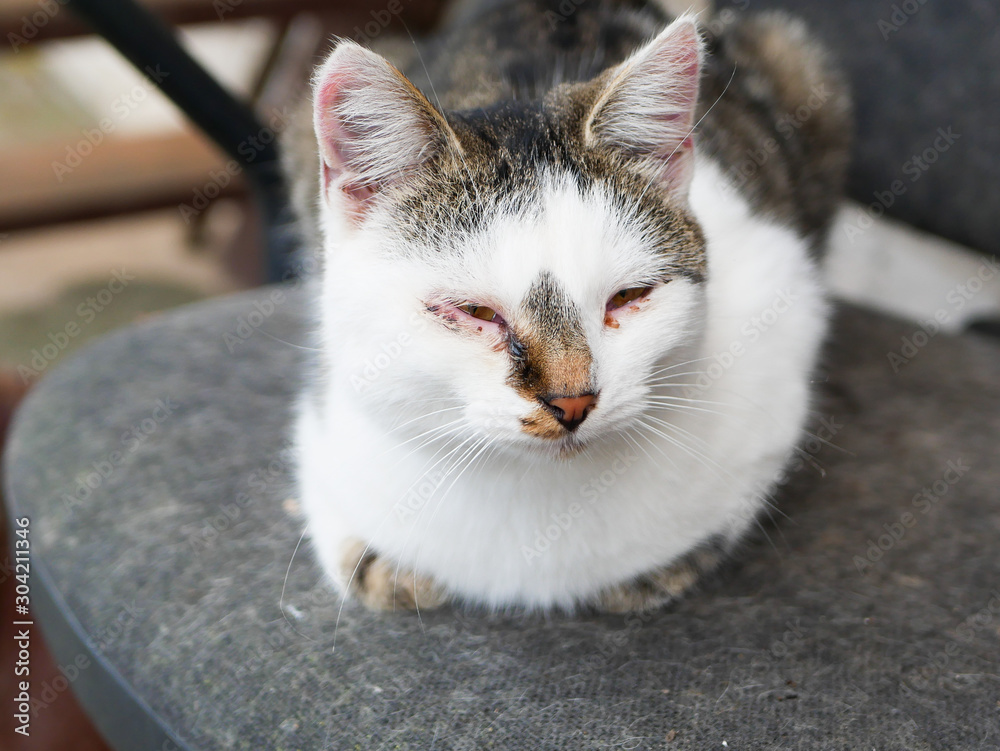 Abandoned sick cat. with troubled eyes. Abandoned cat. Abandoned crying cat with conjuctivitis