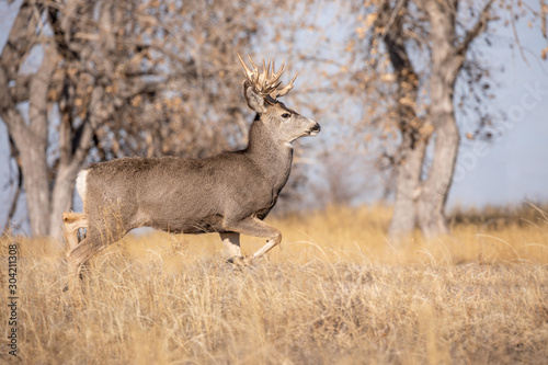Mule Deer Buck During the Fall Rut