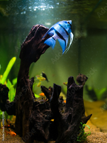 Blue angelfish swimming in a comunitary tropical aquarium