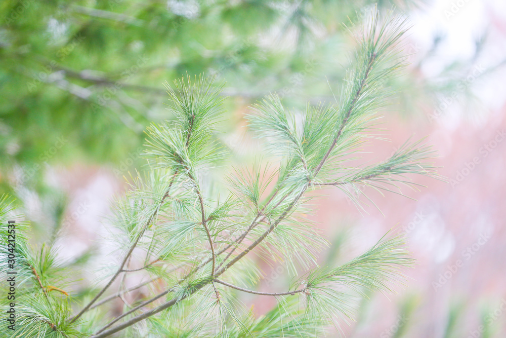 green pine branches closeup - Image green pine branches closeup - Image