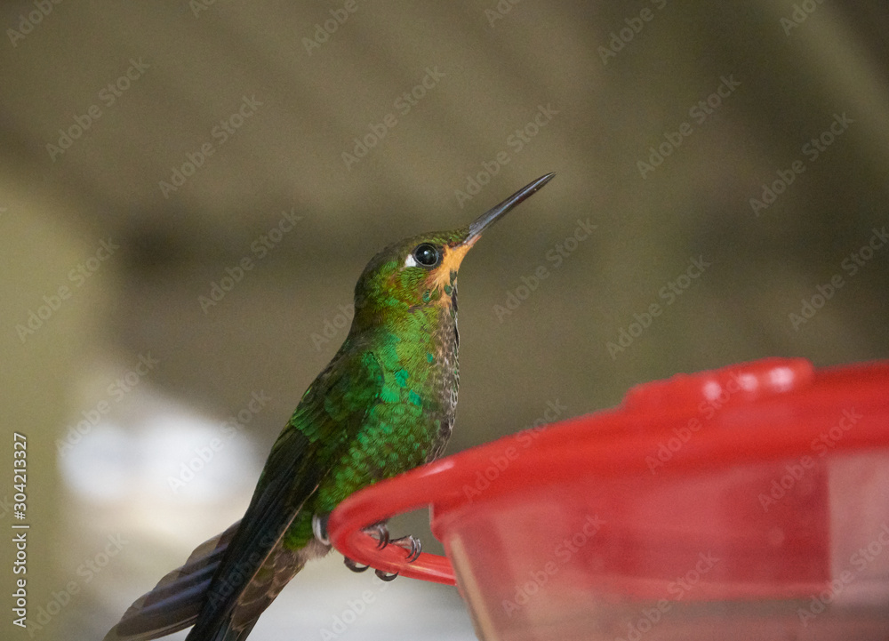 Fototapeta premium a hummingbird in the Monteverde Cloud Forest Reserve, Costa Rica