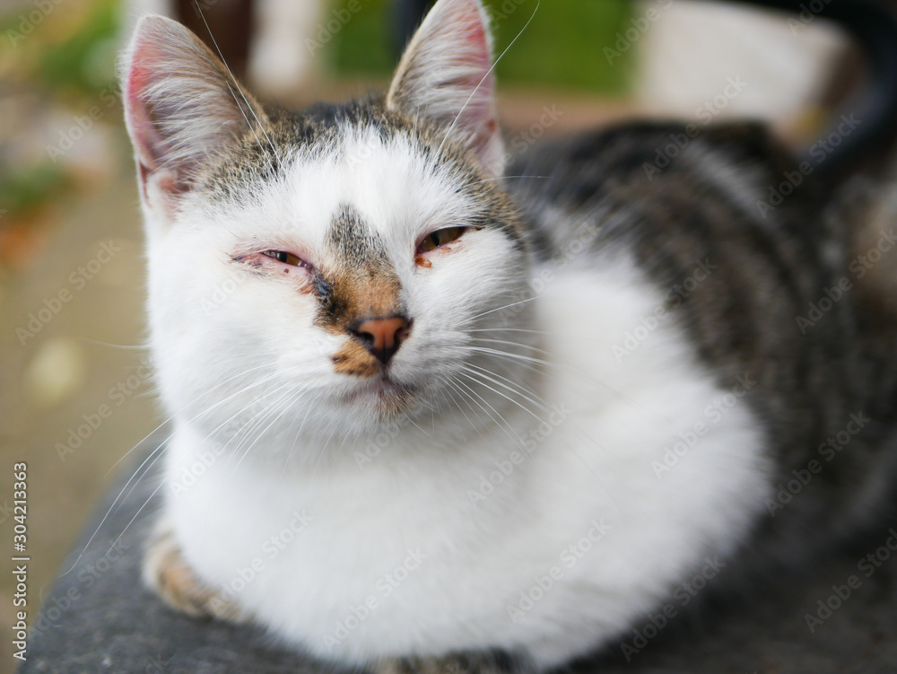 Abandoned sick cat. with troubled eyes. Abandoned cat. Abandoned crying cat with conjuctivitis Abandoned sick cat. with troubled eyes. Abandoned cat. Abandoned crying cat with conjuctivitis