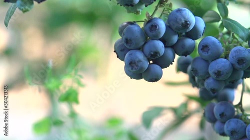 ripe blueberries on a branch. 