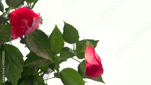 Red Chinese hibiscus (Hibiscus rosa). Red flower blooming in time-lapse on a white background.