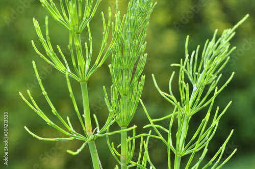 In the meadow among the grasses growing horsetail