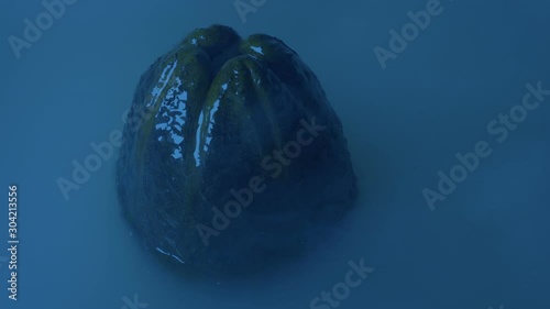 Mist Rushes Over Alien Egg Submerged In Water photo