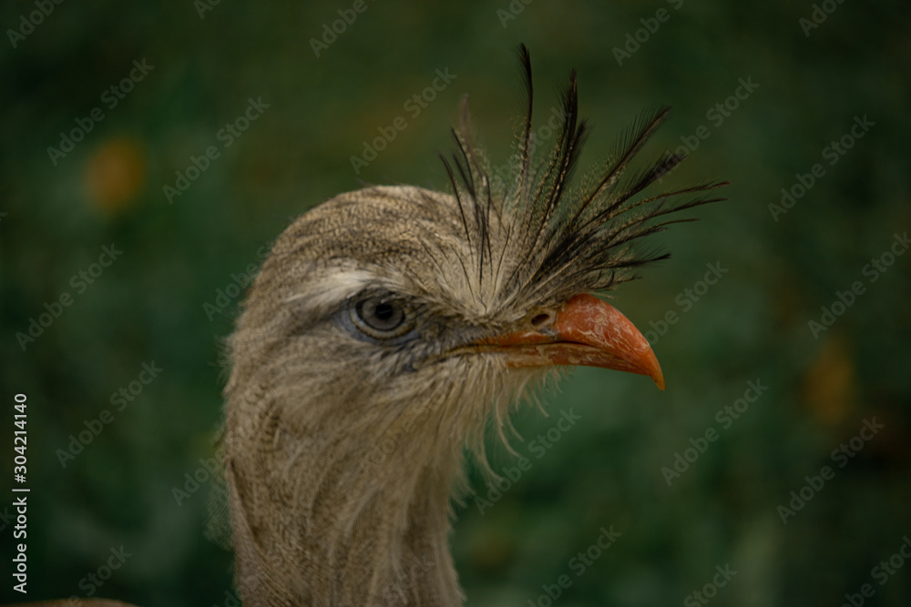 fancy bird fancy bird