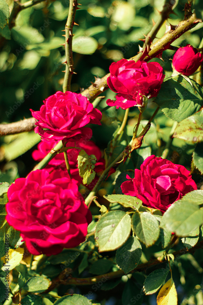 roses in my yard