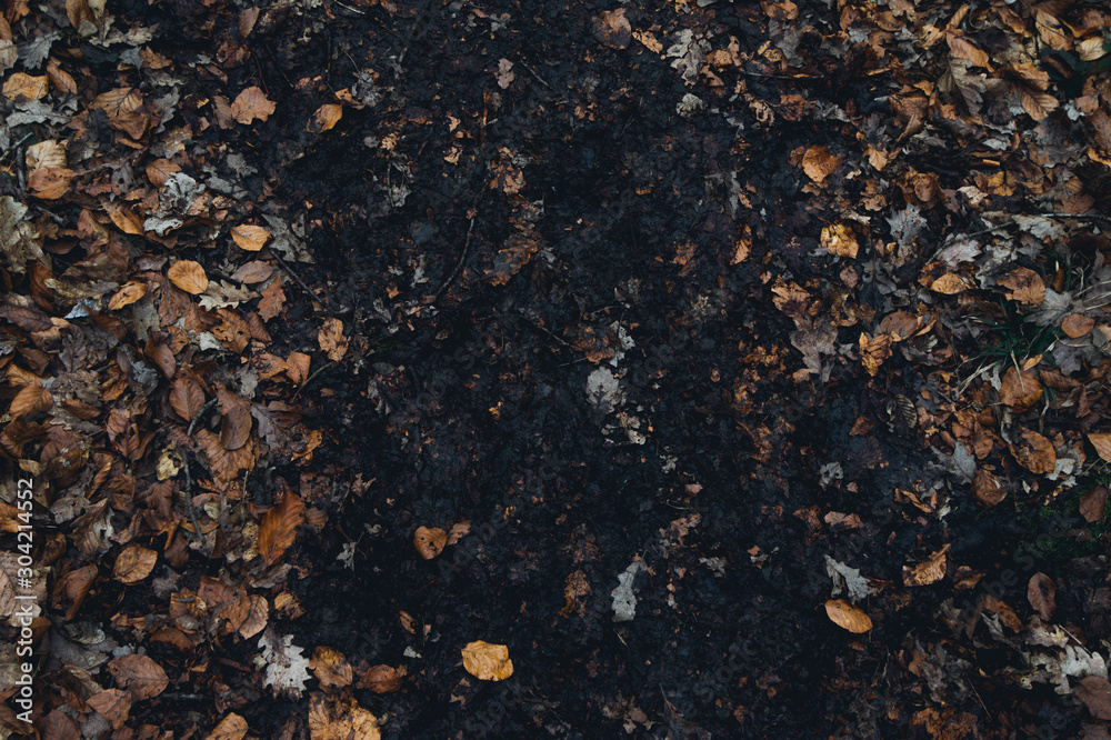 Footprints in the mud in the middle of the dead leaves Footprints in the mud in the middle of the dead leaves