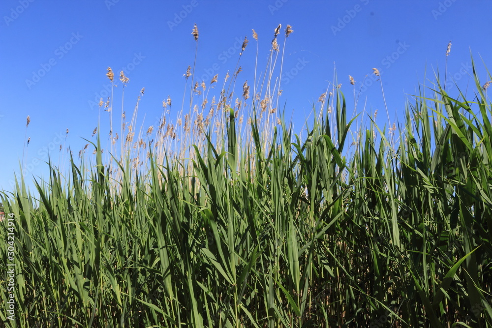 Obraz premium green grass and blue sky