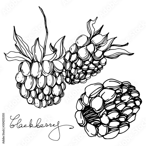 Fototapeta Naklejka Na Ścianę i Meble -  Vector Blackberry healthy food. Black and white engraved ink art. Isolated berry illustration element.